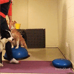gifsboom:  Video: Guy and His Dog Do Handstand Together