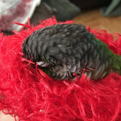 Nice and comfy #matcha #matchamanju #conure #greencheekconure #parrot #petsofinstagram #birdsofinsta