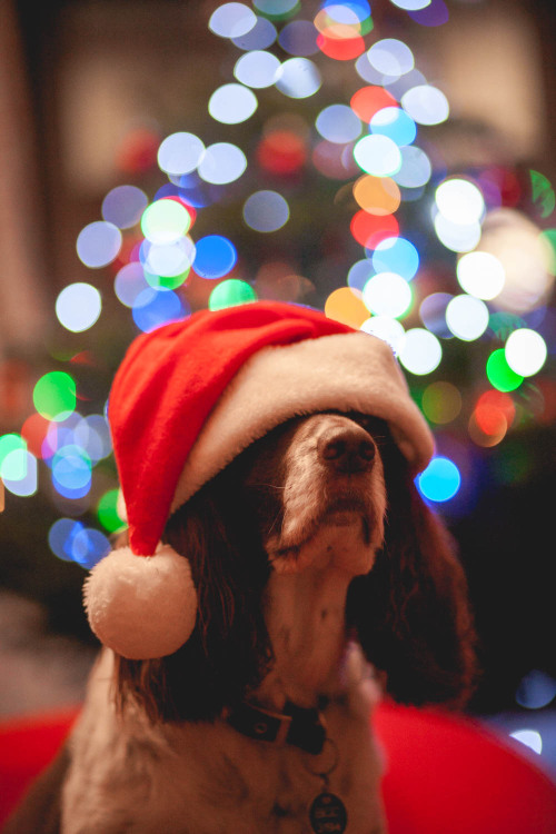 joemagowan:ho ho ho #dogs#animals#domestic animals#mammals#Christmas#rb joemagowan