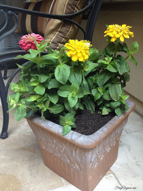 Easy Flower Pot Updating by FrugElegance.com