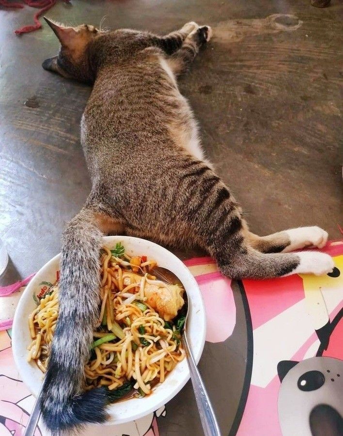 catasters:
