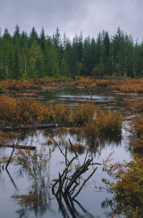 Fall Colors, Seabeck