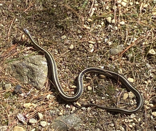 May 1st hike (well, walk, really) in Great Brook Farm State Park, in Carlisle MA.Top three: soft new