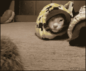 bythegraceofwholock:  inkystars:  kasmir-the-soulless-ginger:  Forgot how to cat. Learned how to snake.  Sssssssnnnnnaaaaaaakkkkkkkeeeeee. Imma sssssnnnaaaaaakkkkke. Oh where’d my arms go? Just kidding I’m a sssssnnnnnaaaakkkkkeeee.  I’m gonna get