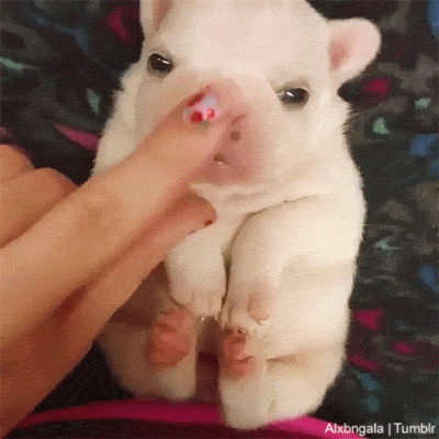 whyismagnuscrying: pfdiva:  alxbngala: THIC FAT BABY FRENCHIES MASTER POST [X/X]