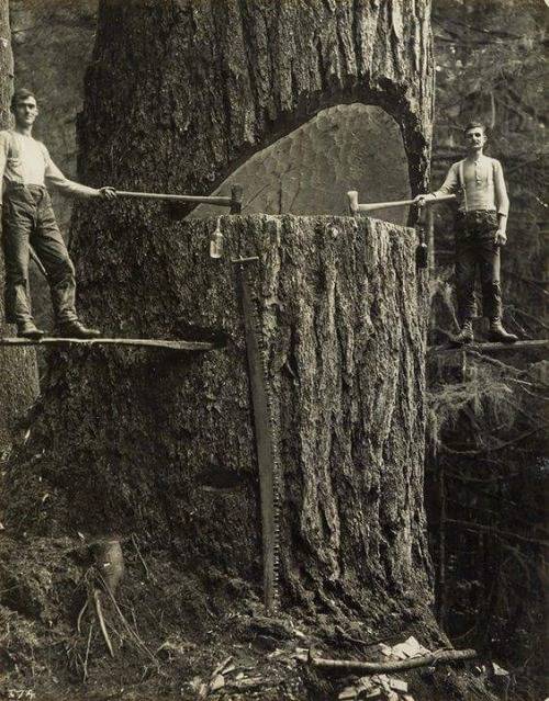 purebushcraft: southernsideofme: Back in the day. Timber!!! This is amazing! ¥