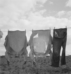lauramcphee:  Kytta farm, Western Washington, 1939 (Dorothea Lange)