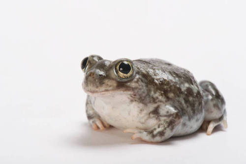 toadschooled:This aggressively cute plains spadefoot toad [Spea bombifrons] was photographed by Joel