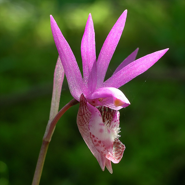 libutron:  Fairy slipper orchid The Fairy slipper orchid, Calypso bulbosa (Asparagales
