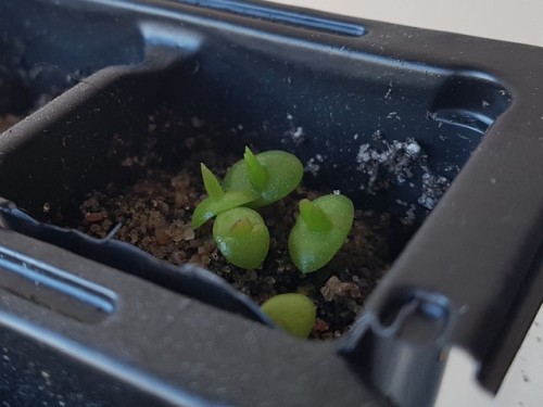 It’s really hard to get good photos of the seedlings when I’ve put them in such small containers, al