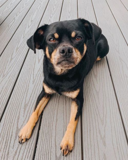 + Resting B**** face + • • • • • | #yegdog #yegdogs #blackandtan #caninesofkeswick #cutebutpyscho | 