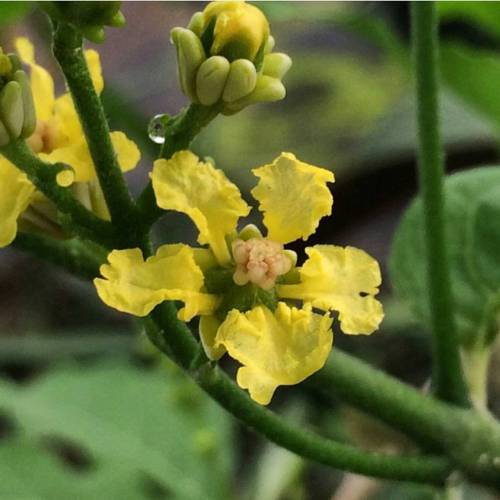 Bunchosia argentea is in the family Malpighiaceae. Commonly known as Peanut Butter Fruit, it is nati