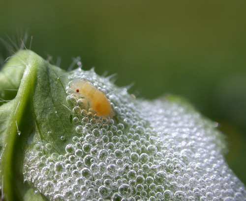 sixpenceee:Spittlebugs can turn a liquid secretion into bubbles by moving or pumping their bodies. O