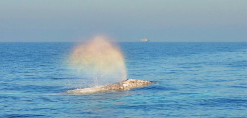 Rainbow Whale SpoutThis is a gray whale off the coast of Point Loma, California.. Within the spout i