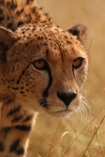 fro-do:  Cheetah, Stalking by RyanTaylor1986 on Flickr. 