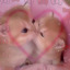 di0rkiss3s