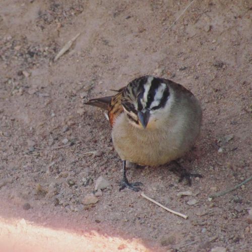 A sweet little Cape Bunting. #bunting @avibase #nevernotbirding #birding #birdtherapy #emberiza #emb