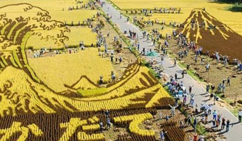 The town of Inakadate in Japan has been making decorative rice plantations for 20 years now. This sm