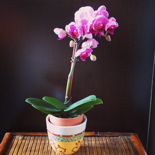 My new plant friend: mini orchid for my altar. #orchids #phalaenopsis #altar #sacredspace