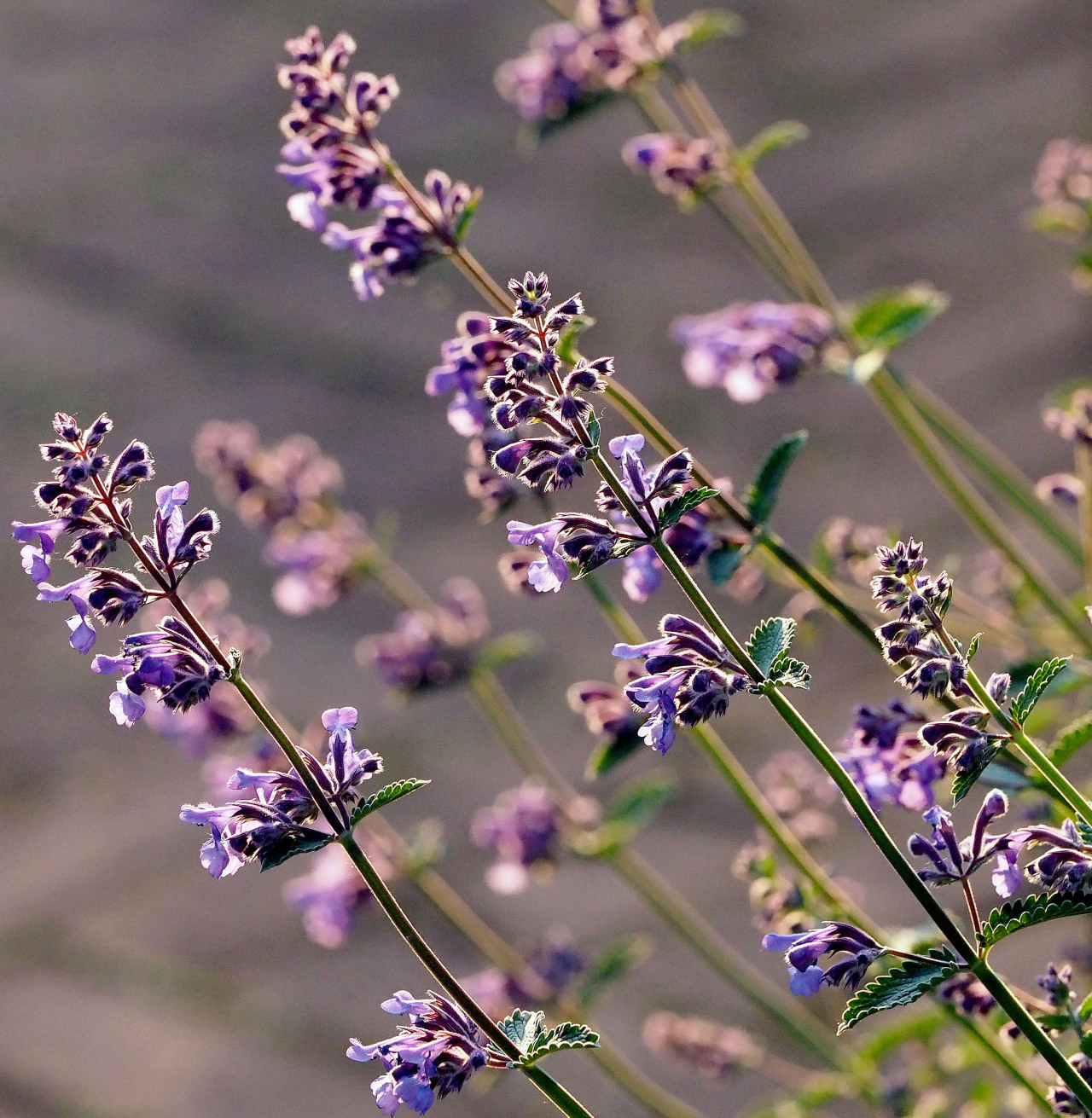 robbschermen:  #relax the first lavender fragrance 