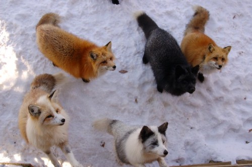 ofcarnivora: A group of red foxes (Vulpes vulpes) at the Zao Fox Village. Two reds, a silver, gold p