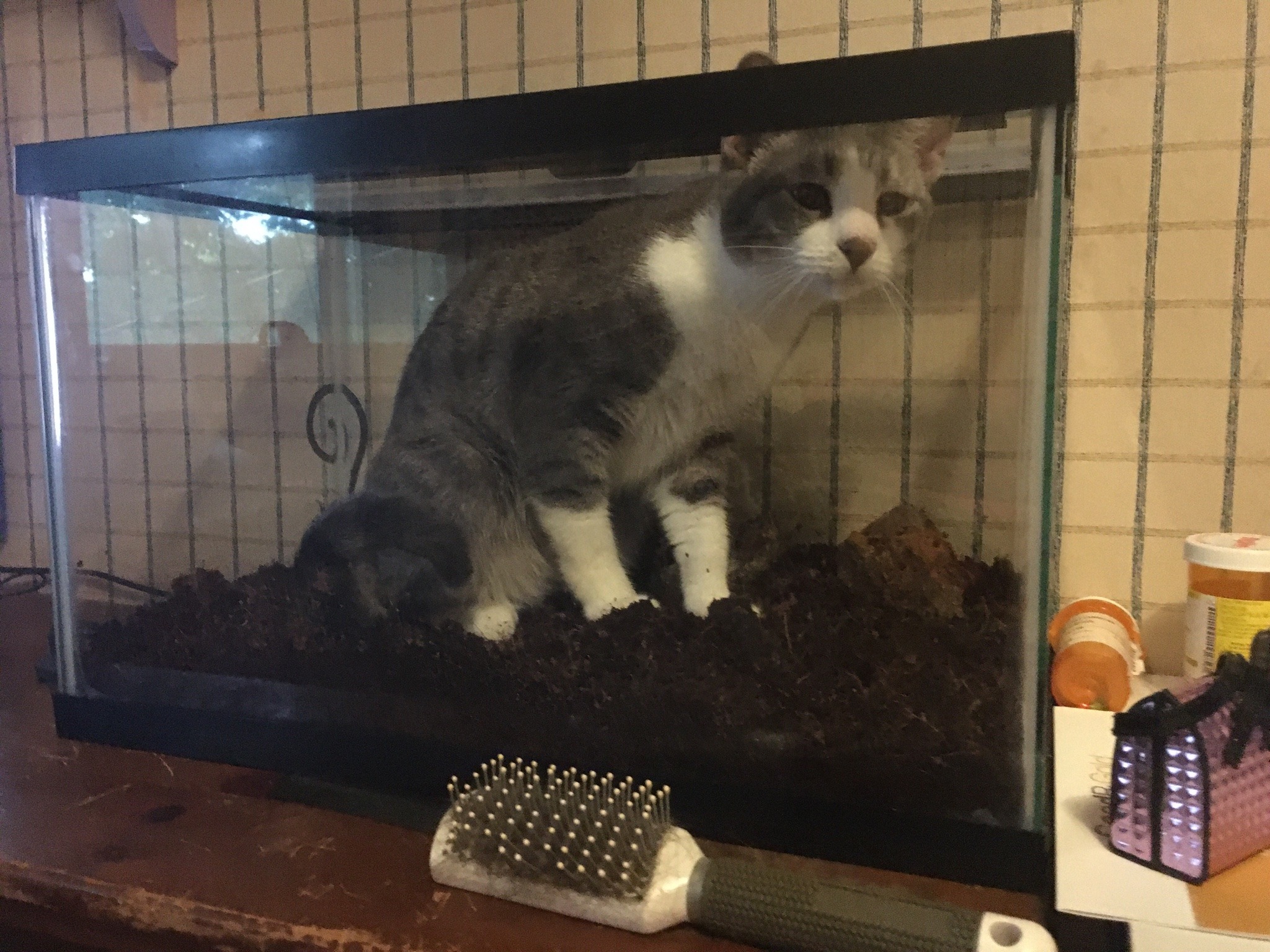 dangerous-tangerine:faun-buns:faun-buns:who wants to see my cat named ranch dressing