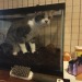 dangerous-tangerine:faun-buns:faun-buns:who wants to see my cat named ranch dressing