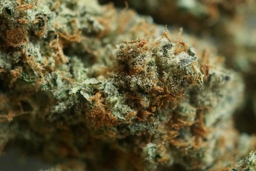 mice-teeth:  close ups of a kiefy pickup ❄