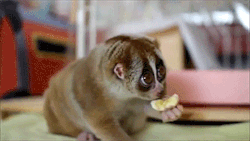 festivate:  glitter-pill:  sizvideos:  Video  Kari and bananas  THIS CREATURE. ITS SO CUTE. IT HAS OPPOSABLE THUMBS 