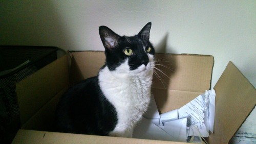 pareidolaliiia:I have a cardboard box by my desk where I put printer paper to be recycled; it’s my w