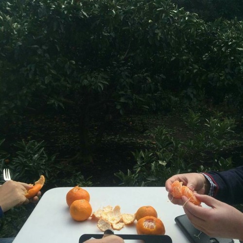 Oranges By Jean Little, Christopher Citro, "Our Beautiful Life When It's Filled With Shrieks", "Peace