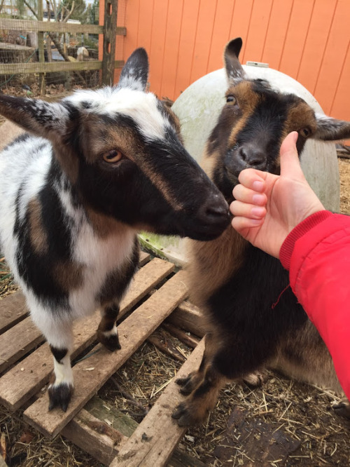 gentle creatures @ Sacred Gardensbewellcommunity.org