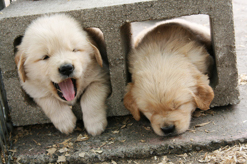 effortlessly-cute:  Pictures Of Golden Retriever Puppies That Will Brighten Your Day 