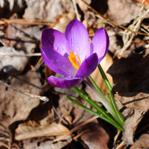 February 21, 2018 - First crocus of the year!Yay the crocus have started to bloom! The blooms only l