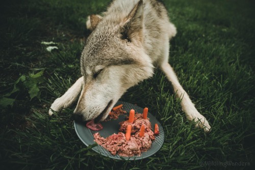 When you’re a wolfdog & it’s your birthday, you get a meat-cake, pandemics be damned. #WildlingW