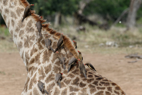 Red-billed Oxpeckers on giraffe