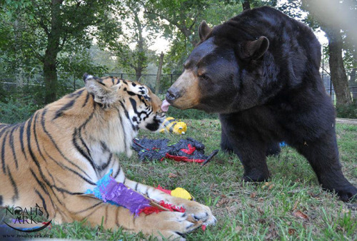 awesome-picz:    Bear, Lion And Tiger Brothers Haven’t Left Each Other’s Side For 15 Years.
