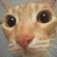 ricepuddingo