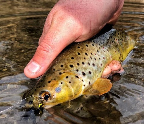 #fish #fishing #flyfishing #pawilds #explore #nature #browntrout #trout #wildbrown #streamerfishing 