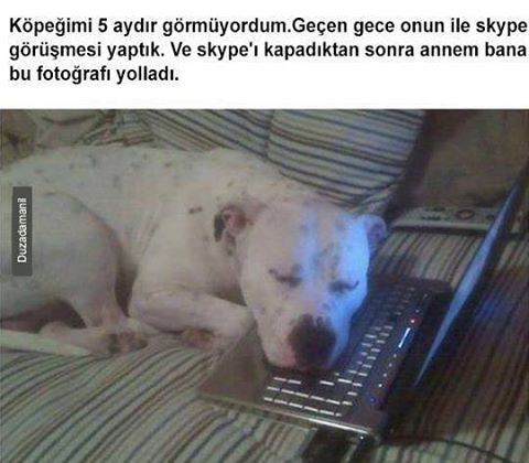 Köpeğimi 5 aydır...