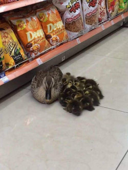 awwww-cute:I think someone spilled a bag of ducks near aisle 6 (Source: https://ift.tt/2zPnYqI)Chips and quackers.