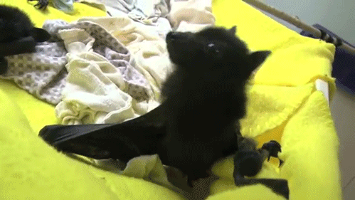 batgod: a cute bat gif masterpost aka why you should love bats as much as i dohere’s part two [x]