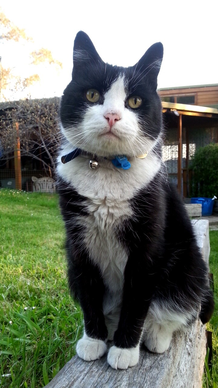 perriidott:  This cat either looks extremely impressed or really surprised 