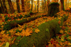 bluepueblo:  Autumn, Washington State photo via canisse 