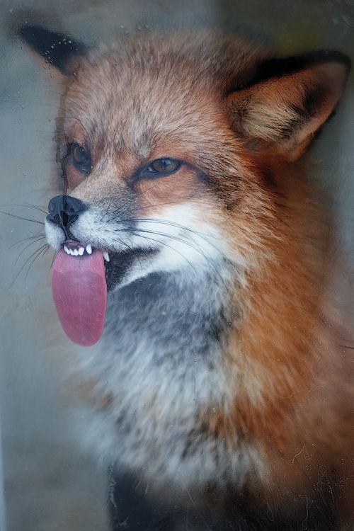 yukkiyu01: kit-foxx:  Foxes and their many facial expressions  This.  Yaaaassss &lt;3