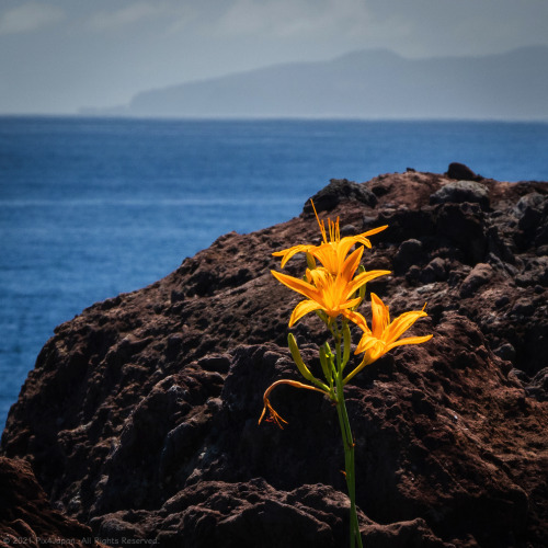 Lone Flower on Volcanic Rock (Jogasaki Coast, Shizuoka Prefecture)Shot of a coastal day lily growing