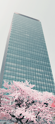 silkue:Sakura [by Taio Konishi]
