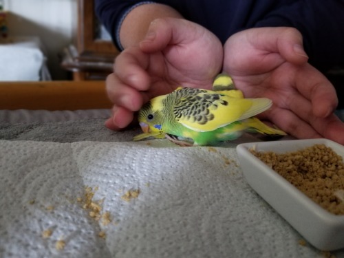 They both ate a lot of pellet powder today, and they both regularly pop out to sit on the edge of th