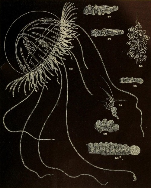 Illustrations of Olindias tenuis anatomy from Alfred Goldsborough Mayer’s Medusæ of the 