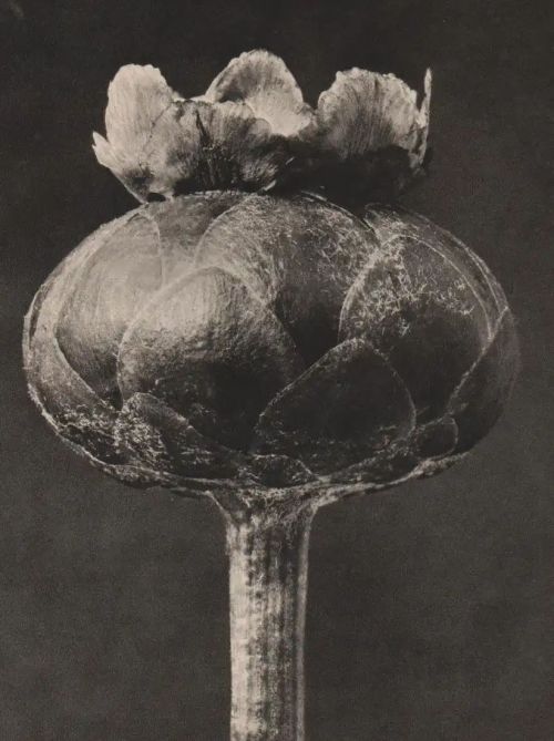 fragrantblossoms: Karl Blossfeldt.  Centaurea Odorata, 1932.
